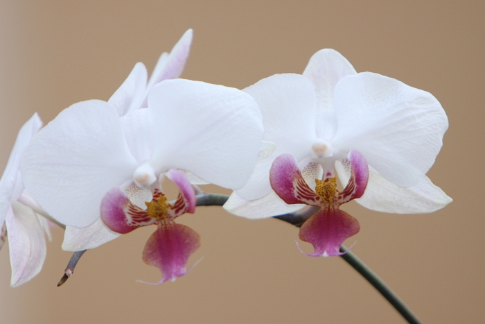 Macro Orchidee - 001